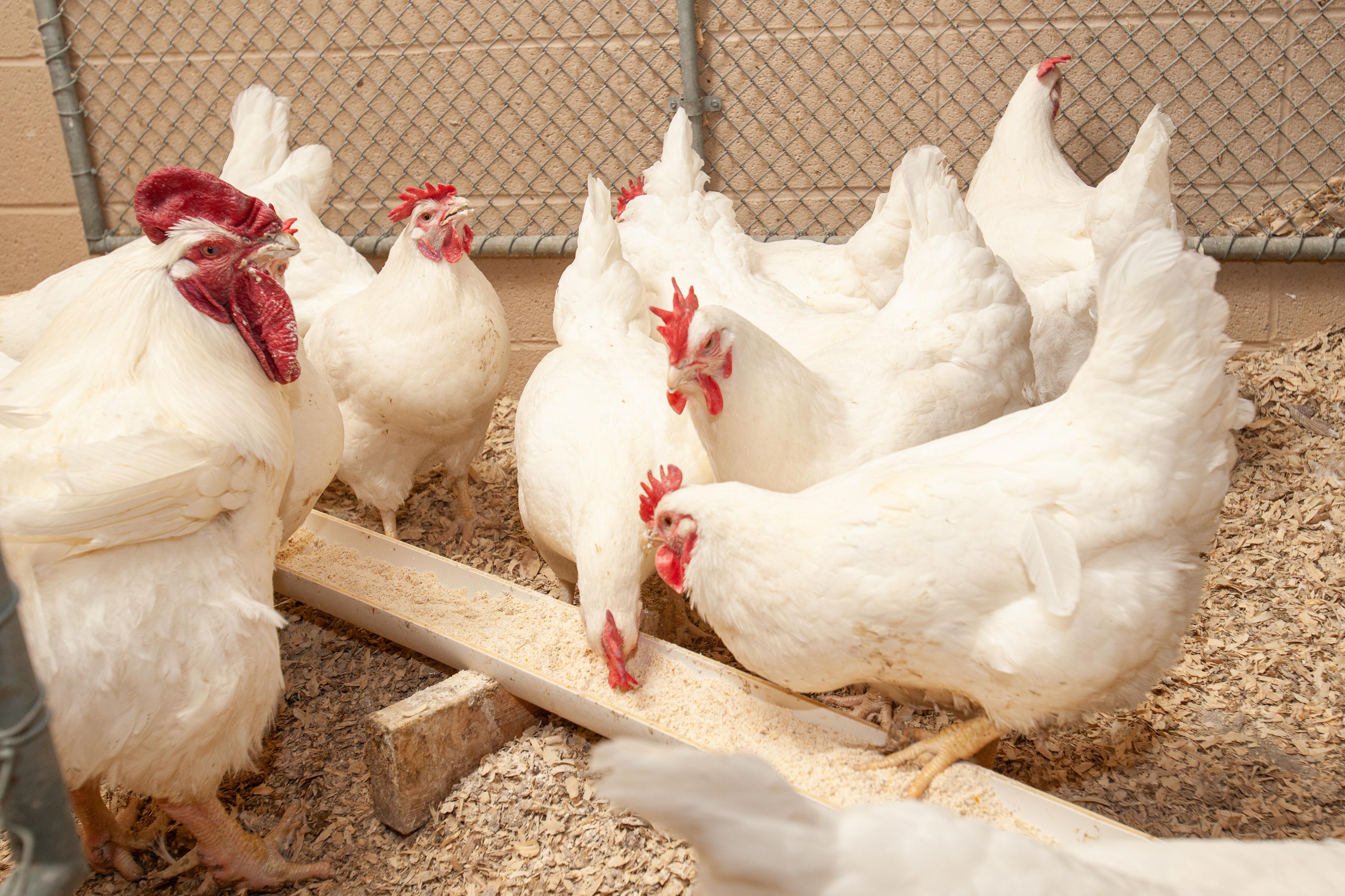 UK agricultural economists predict poultry will tied with corn and soybeans for the state's top commodity in 2021. Photo by Steve Patton, UK agricultural communications.