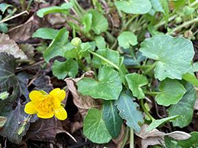 Lesser celandine blooms look like buttercups. Lesser celandine blooms look like buttercups.