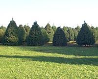 Barker's Tree Farm has more than 4,000 trees available this year.