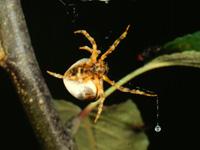 The spider drops its silken "bolas" to snare a moth. 