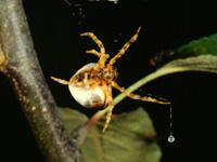 The spider drops its silken "bolas" to snare a moth. The spider drops its silken "bolas" to snare a moth.