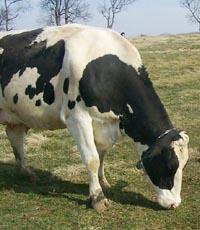 One of the cancer-fighting cows at the UK Dairy spends time on pasture.