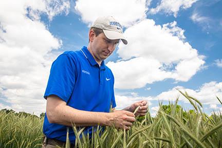 Chad Lee examines cereal rye in a test plot. Chad Lee examines cereal rye in a test plot.