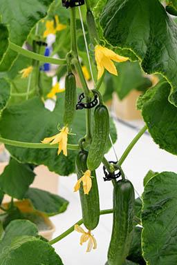 Cucumbers on the vine in greenhouse Cucumbers on the vine in greenhouse