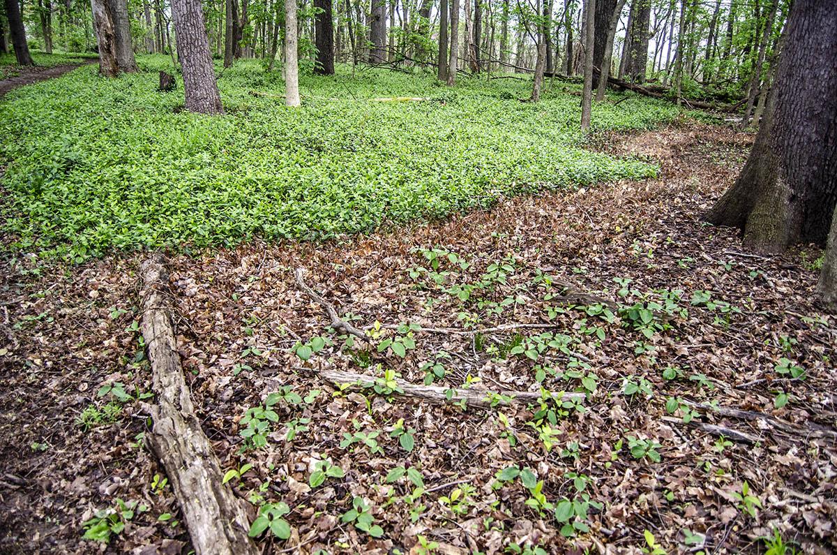 Wintercreeper (top) blankets much of The Arboretum Woods. Native spring wildflower, trillium, (bottom) is able to reestablish in a spot where wintercreeper has been eradicated. Wintercreeper (top) blankets much of The Arboretum Woods. Native spring wildflower, trillium, (bottom) is able to reestablish in a spot where wintercreeper has been eradicated.