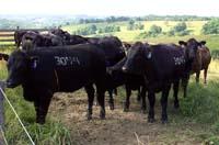 Beef cattle 