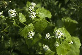 Garlic mustard in bloom Garlic mustard in bloom