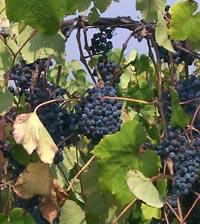 Grapes are ready to be harvested.