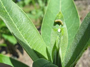 Monarch caterpillar eats a showy milkweed. 