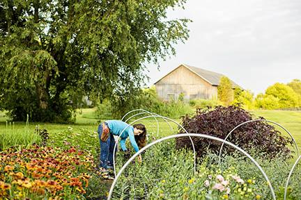 Woman works in field where cut flowers grow. Woman works in field where cut flowers grow.