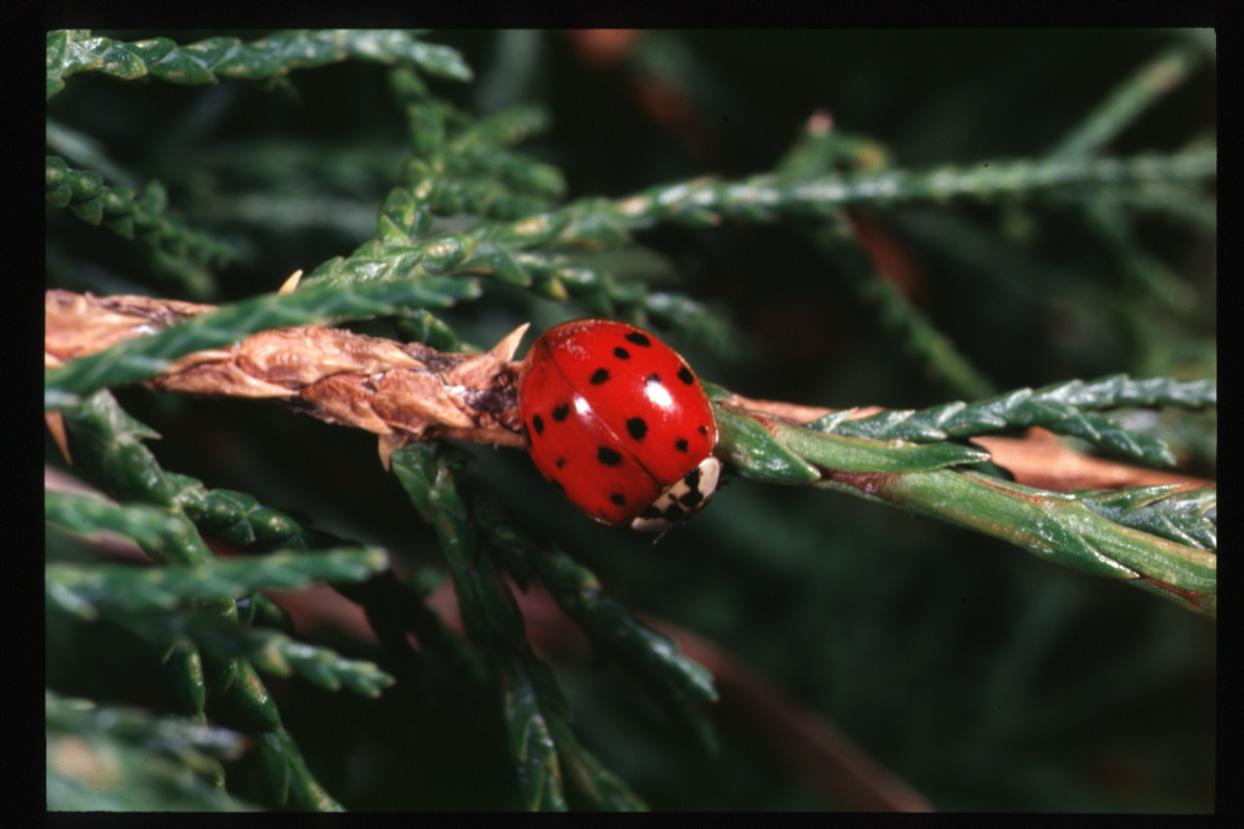 Lady Beetle Lady Beetle