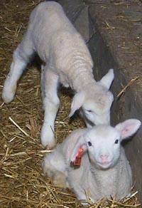 Lambs born at the ARC in 2002