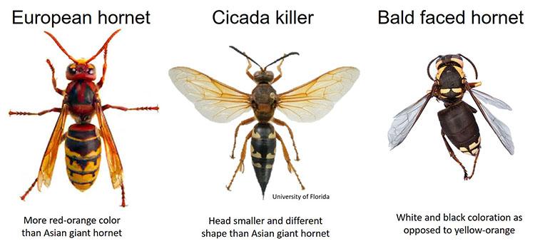 "Murder hornet" look-a-likes that are in Kentucky include the European hornet, the cicada killer and the bald-faced hornet.