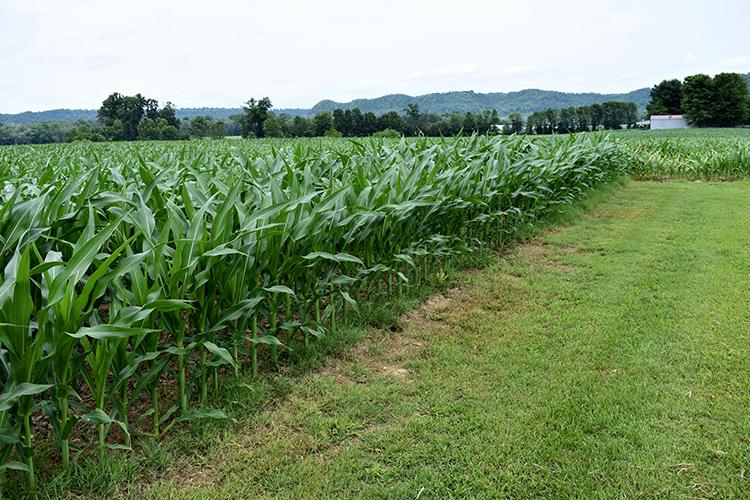 Corn growing on Aaron Reding's farm in Howardstown in Nelson County. Photo by Katie Pratt, UK agricultural communications.