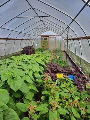 Sunflowers and amaranth grow in a high tunnel. Sunflowers and amaranth grow in a high tunnel.