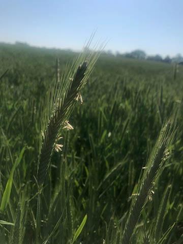 A closeup of rye in the field. A closeup of rye in the field.