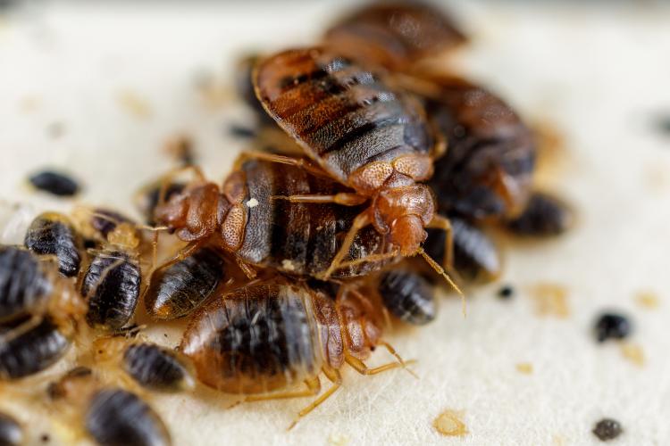 Study shows bed bugs produce potentially dangerous amounts of histamine 