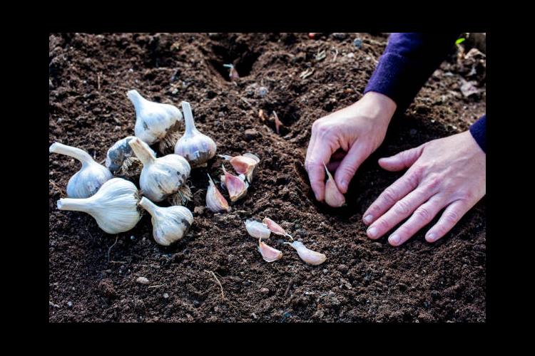 From the Ground Up - Planting garlic (audio)