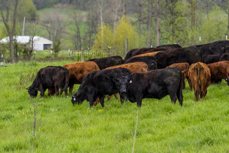 Fall Grazing Conference to focus on profitable grazing systems  