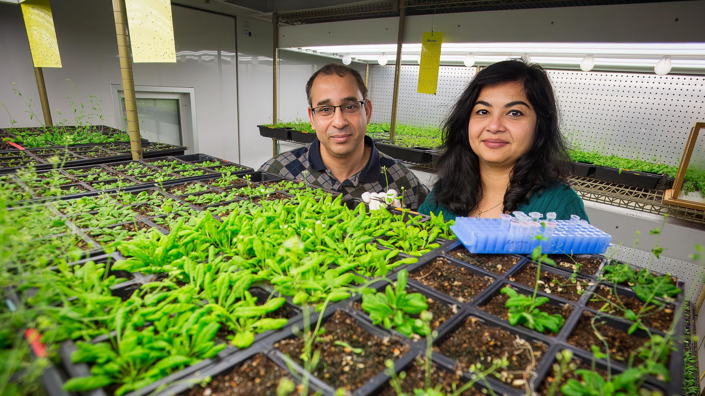 Pradeep Kachroo, joined by and Aardra Kachroo, study plant responses to microbial pathogens in the UK Department of Plant Pathology lab. Photo by Matt Barton.