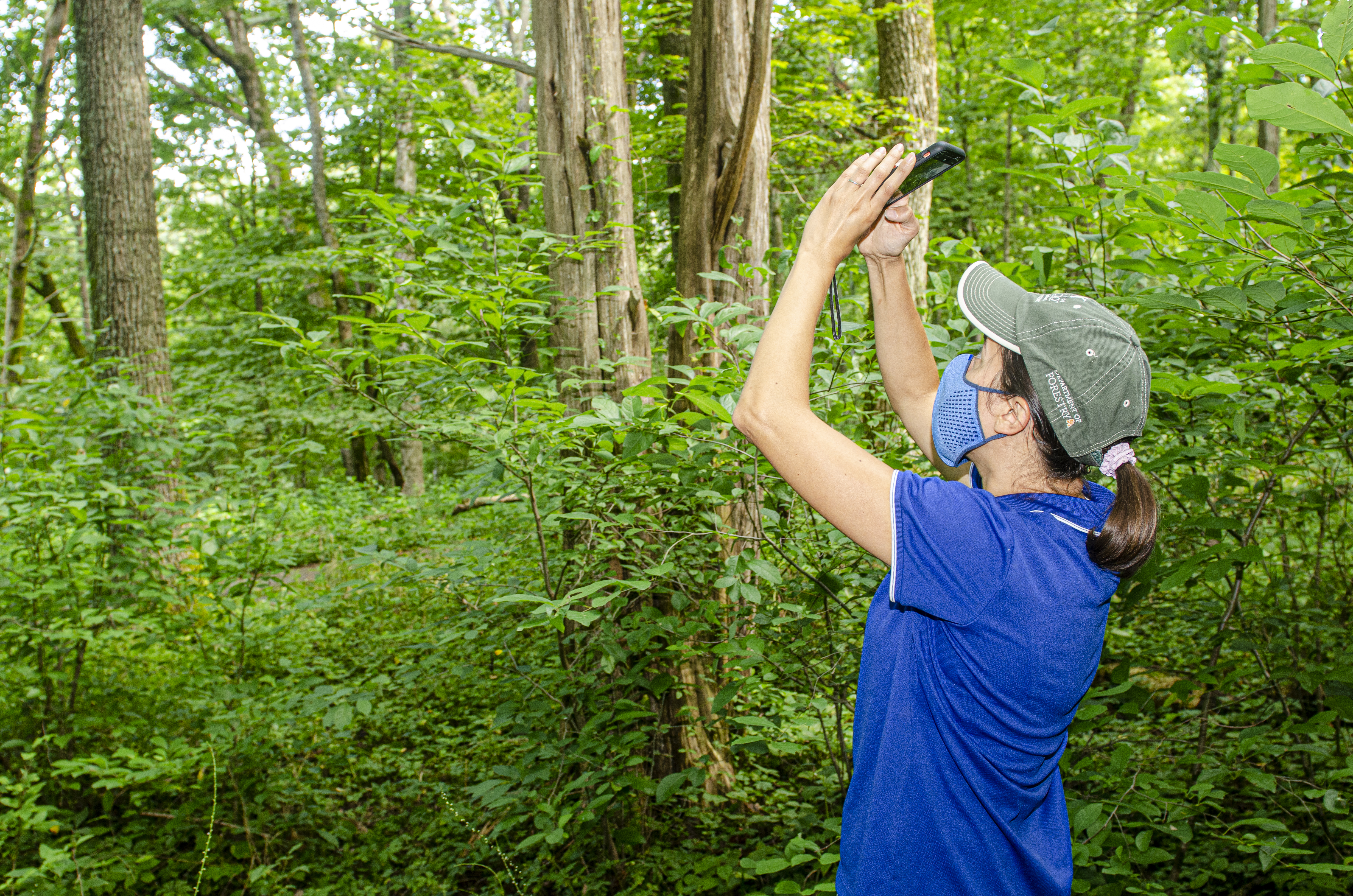Ellen Crocker takes a picture of the tree canopy for the HealthyWoods app. Photo by Carol Lea Spence