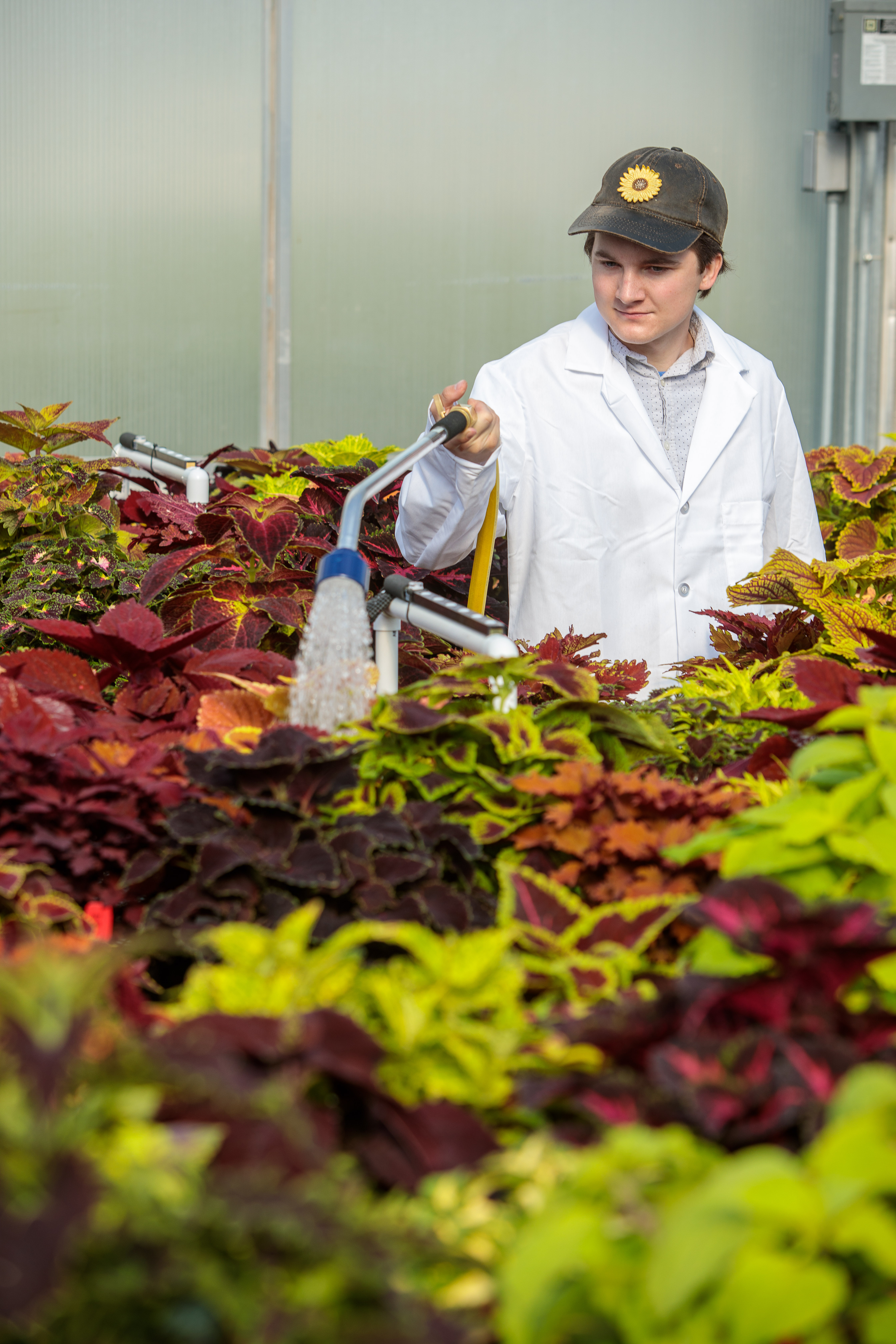 Undergraduate student Ty Rich collects data in a coleus cultivar trial he is leading at the University of Kentucky. Photo by Matt Barton