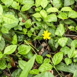 Lesser celandine competes with wintercreeper for space in woodlands. Both are nonnative, invasive plants. Photo by Ellen Crocker