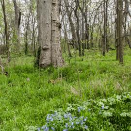 Eradicating nonnative, invasive species allows native species, like spring-blooming Virginia bluebells to thrive. Photo by Carol Lea Spence