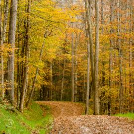 A leaf covered road winds through Robinson Forest in autumn. Photo by Matt Barton