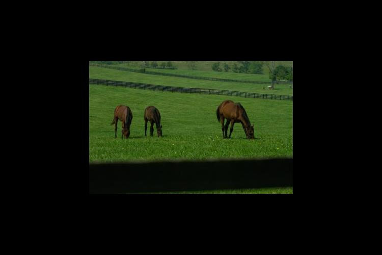 Horses grazing in field 