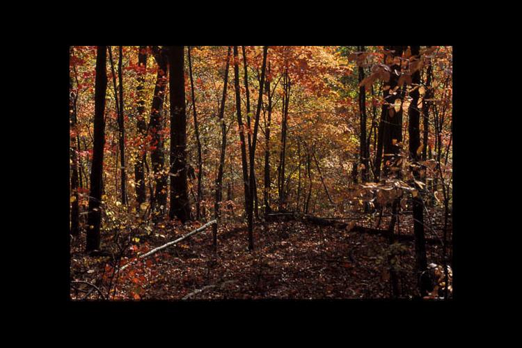 Kentucky woods in autumn