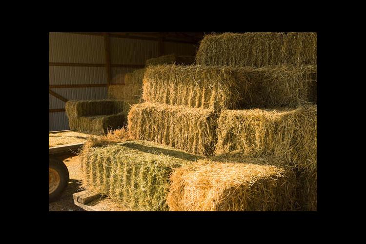Hay is for horses during heatwave, drought that are hitting the state. 