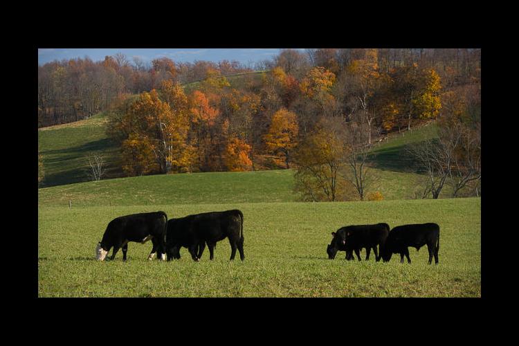 Cattle graze on a Lincoln County farm. 