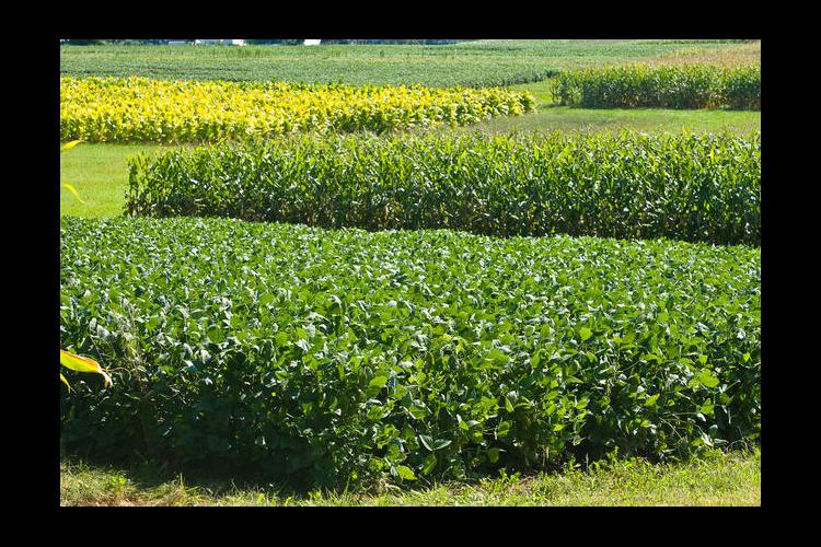 UK research plots of soybeans, corn and tobacco. 