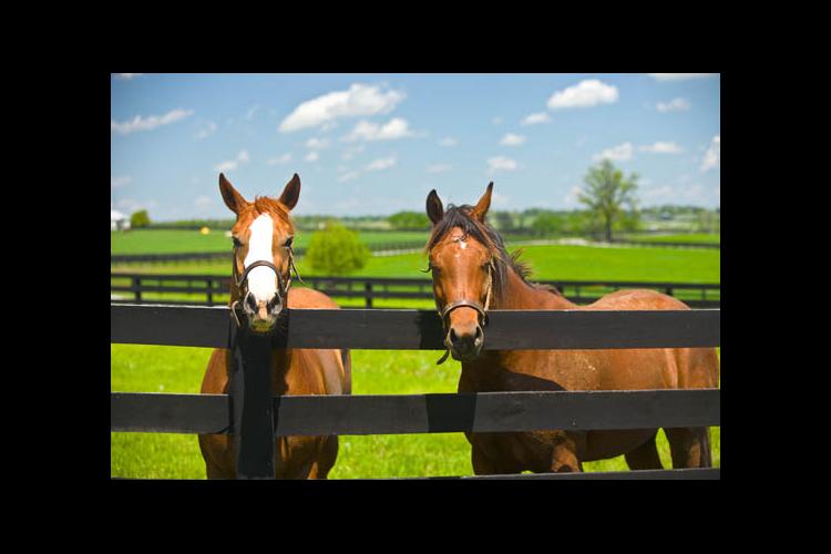 The Kentucky Horse Survey begins in June 