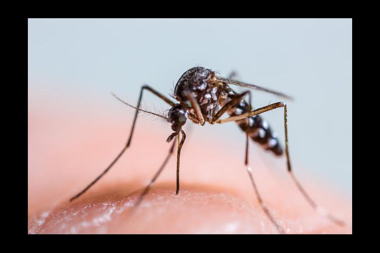 The Asian tiger mosquito is the most common type of mosquito in Kentucky. 