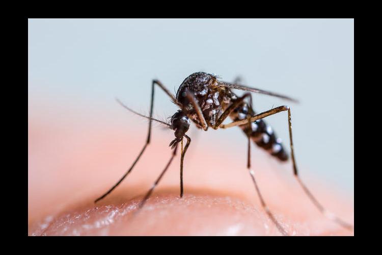 An Asian tiger mosquito 