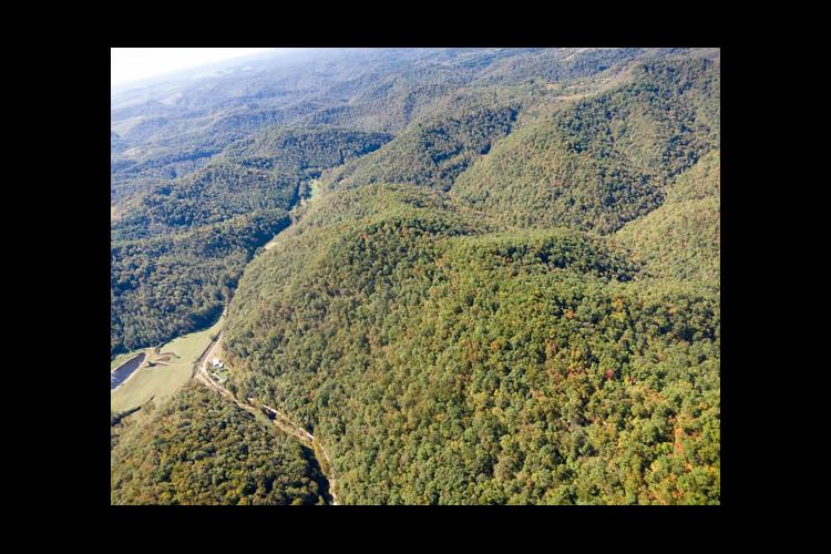 Eastern Kentucky forests offer economic hope to the region.