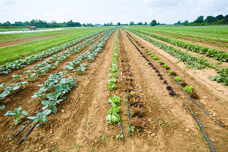 Rows of vegetables growing at UK's South Farm. Photo by Matt Barton, UK agricultural communications. 