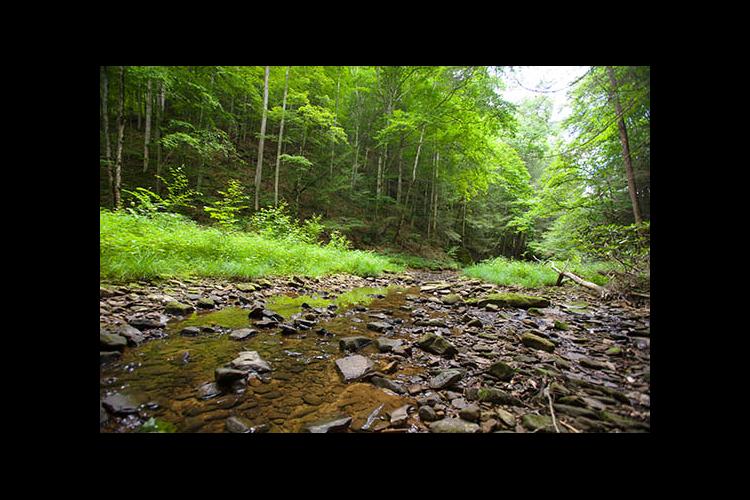 A stream runs through a Kentucky forest. 