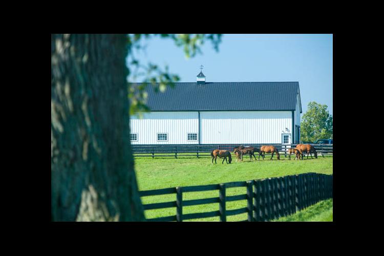 Horses grazing on pasture on UKAg's Maine Chance Farm 