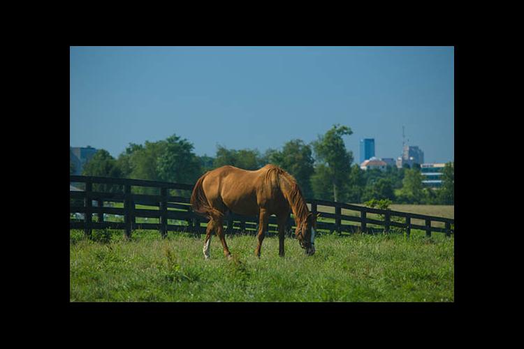 A horse grazes on UK Maine Chance Farm in Lexington. 