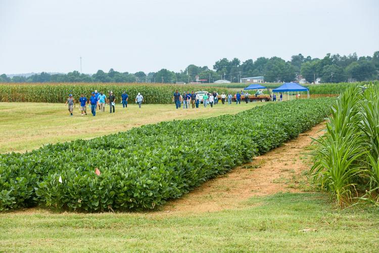 Participants tour UK research plots at a previous Corn, Soybean and Tobacco Field Day. Photo by Matt Barton, UK agricultural communications.