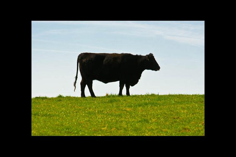 Black cow, green grass, blue sky