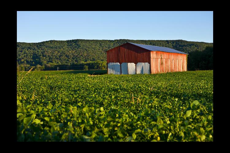 Soybeans and red barn