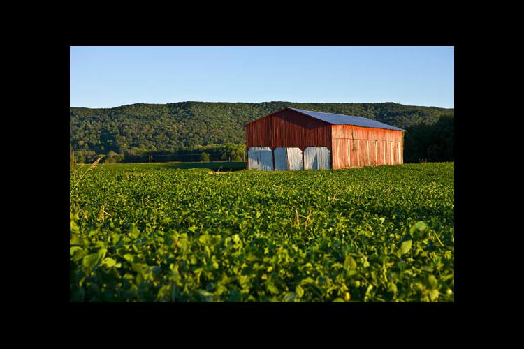 A Kentucky farm