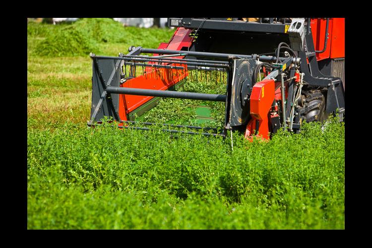 Harvesting alfalfa