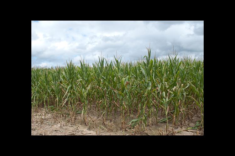 Much of the corn in Western Kentucky is drought stressed. 