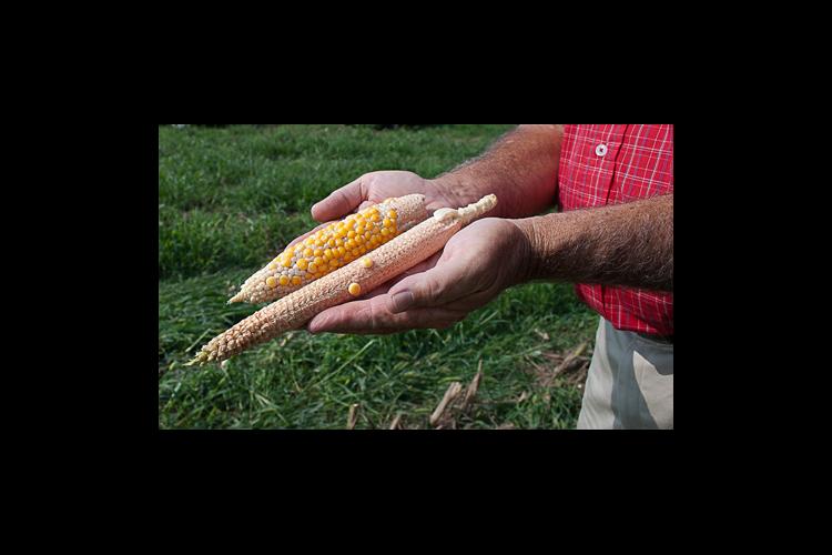 Examples of poor corn pollination 