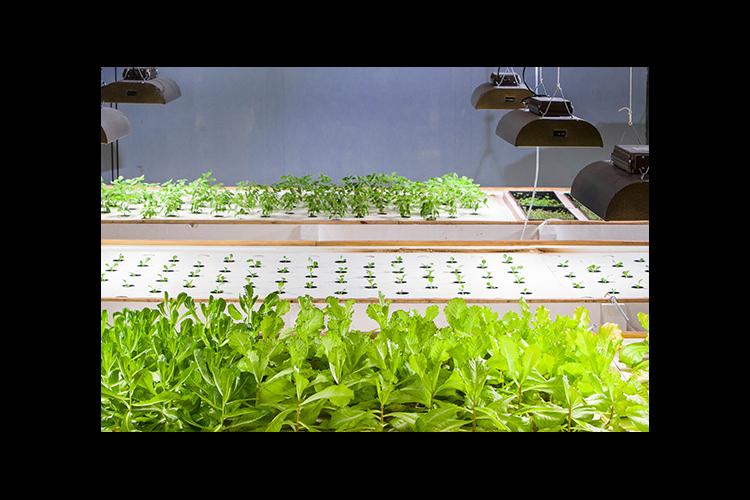 In an aquaponics system, fish provide nutrients for hydroponically grown plants, which in turn, purify the water. 